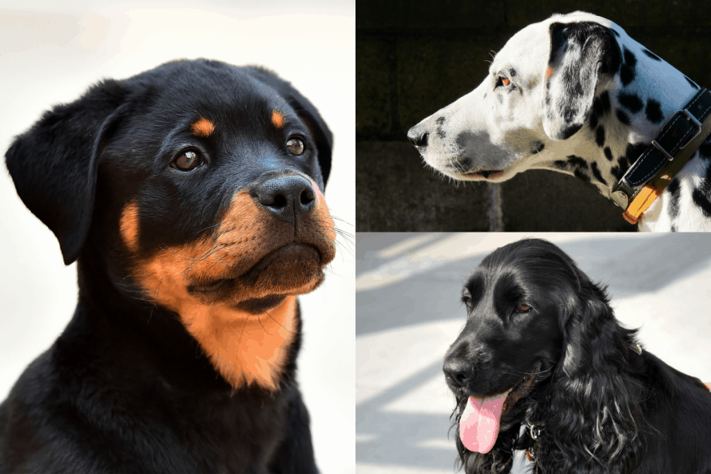 Rottweiler, Dalmatian, and Cocker Spaniel head clockwise