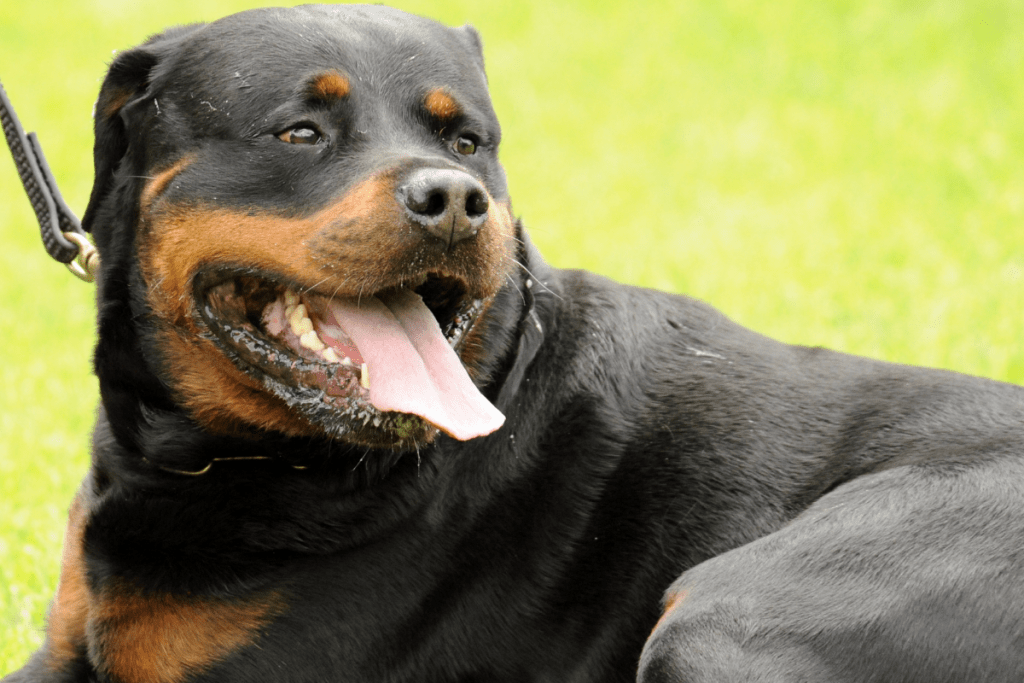 Closeup of Rottweiler coat