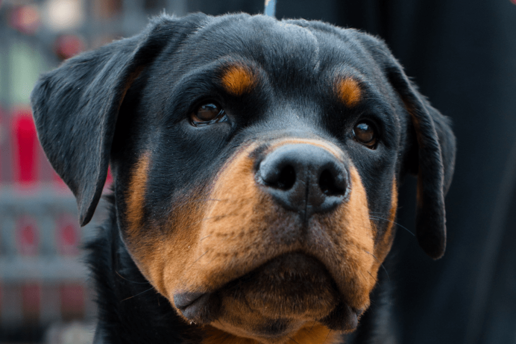 Rottweiler head with prominent ears