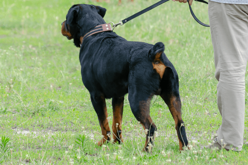 American Rottweiler