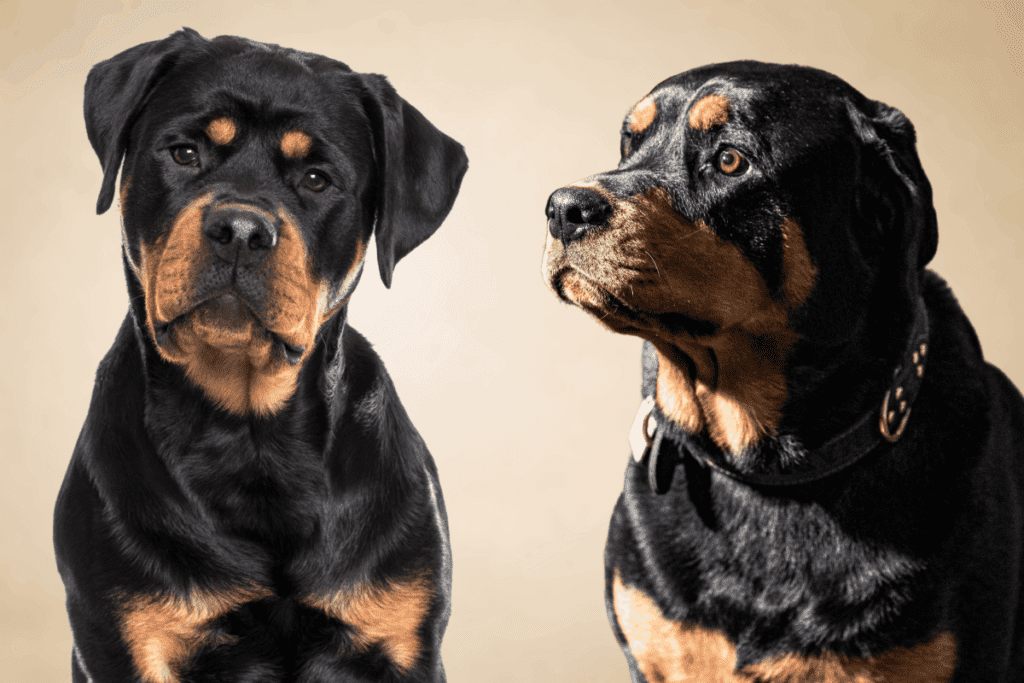 2 Rottweilers
