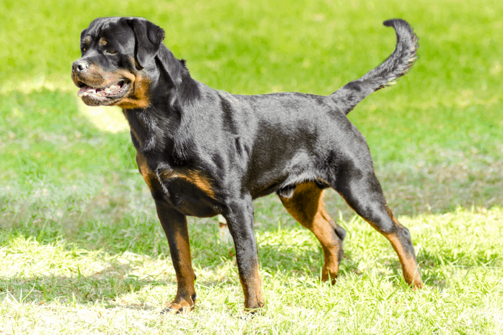 German Rottweiler