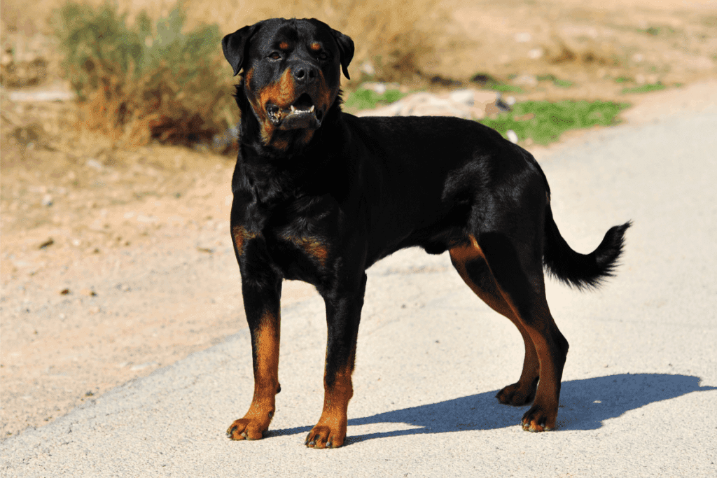Rottweiler standing