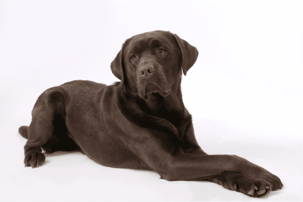 adult labrador