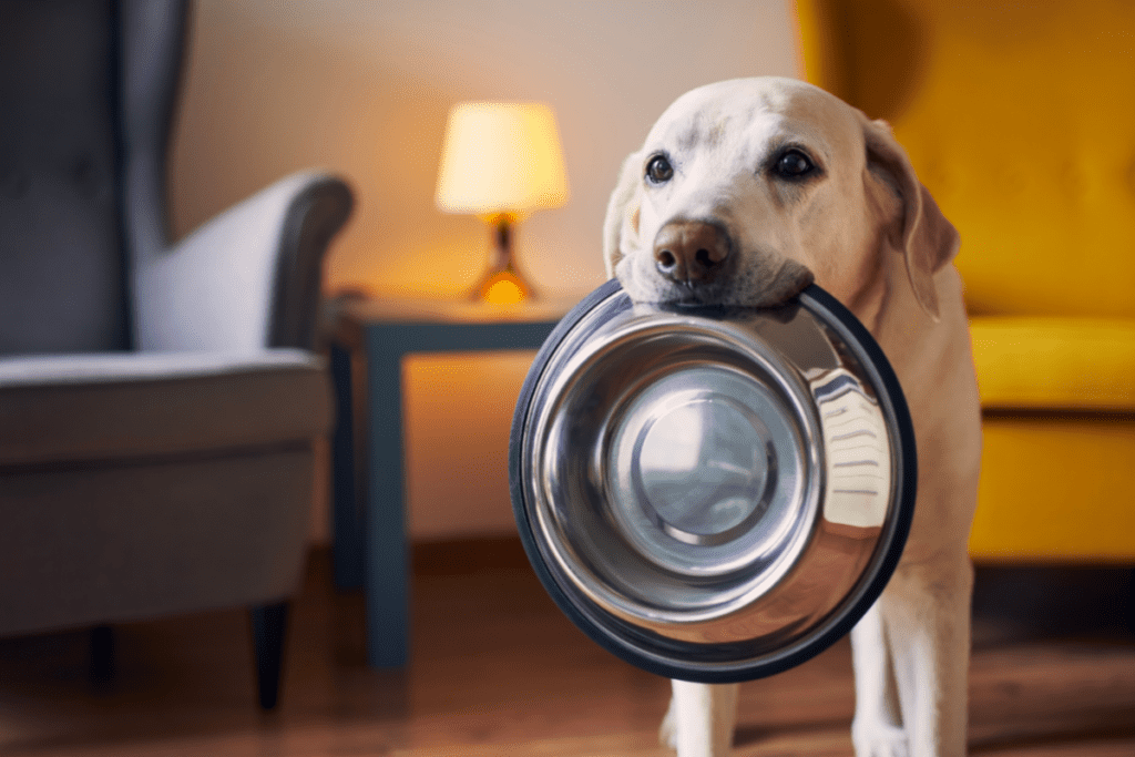 dog with bowl in mouth