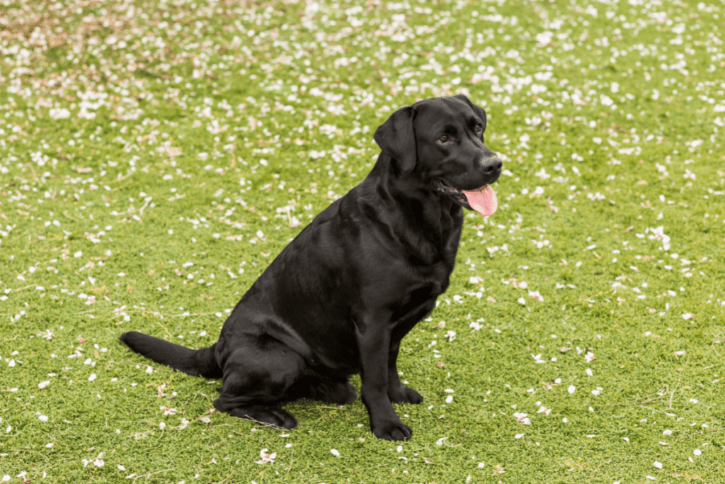 juvenile labrador
