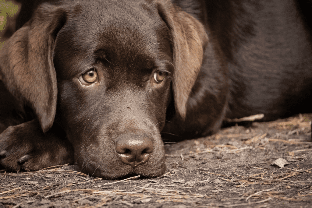 13 week old lab