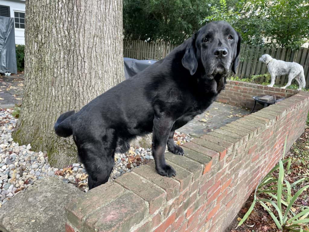 large black lab