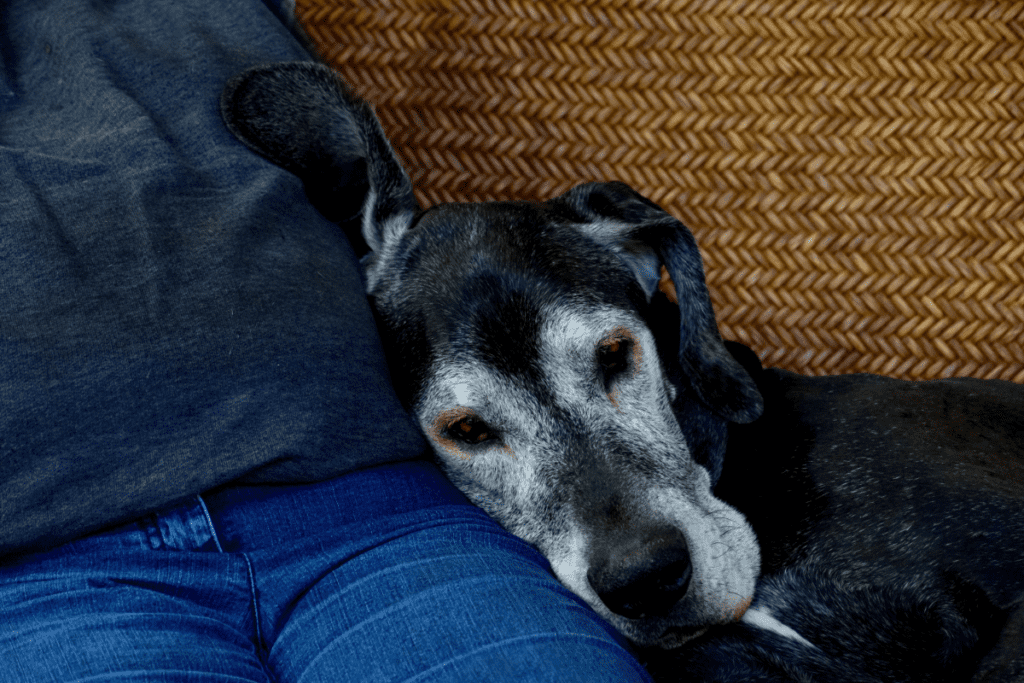 old Great Dane