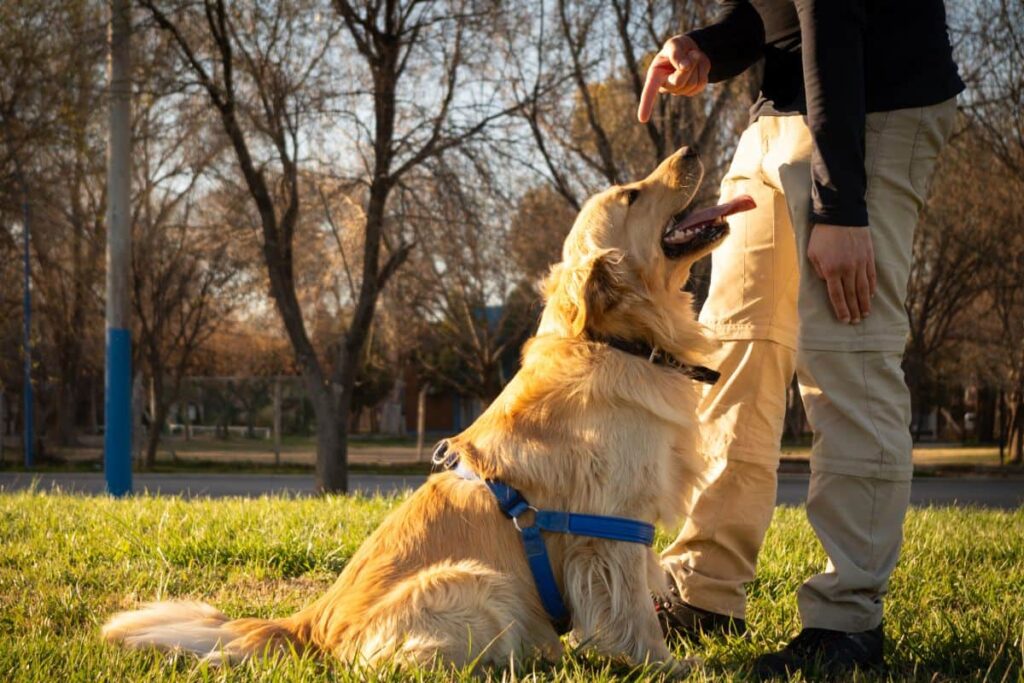 older service dogs training