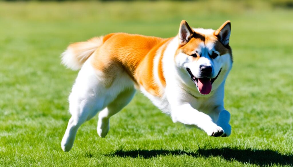 best toys for akitas to fetch best toys for akitas to fetch